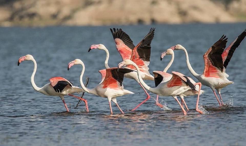 leopard jungle safari in jawai