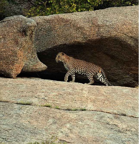 Jawai Bera Leopard Camp